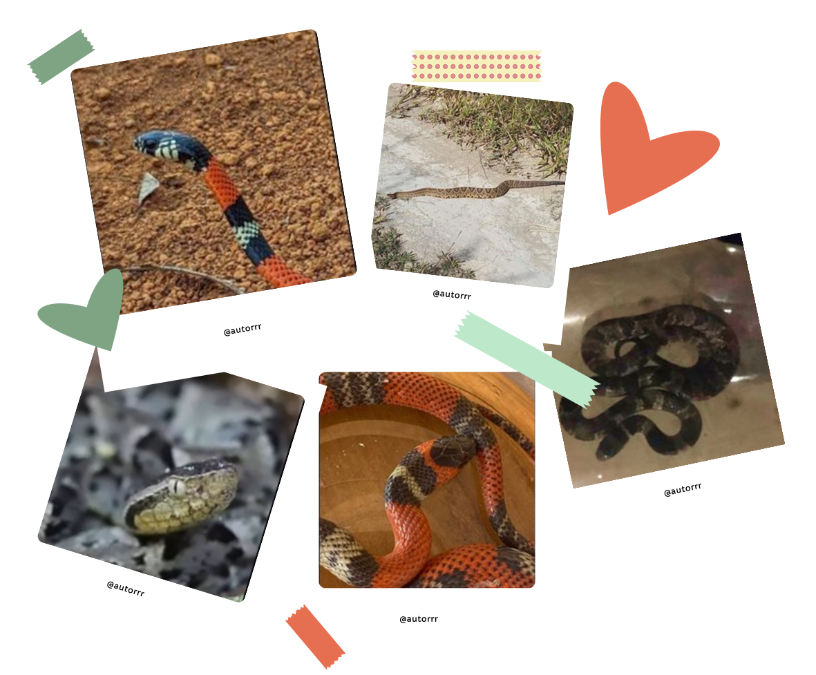 Registros dos seguidores